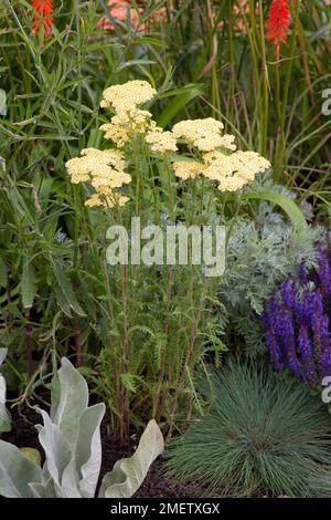 Achillea millefolium « citron aux fruits plus » (série fruits d'été) Banque D'Images