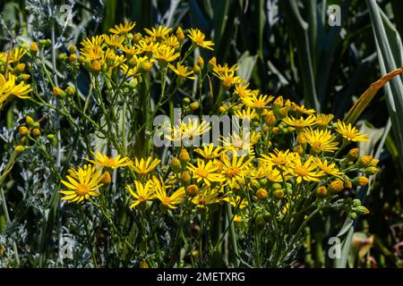 Plantes à fleurs jaunes de Ragwort, Jacobaea vulgaris tôt le matin le jour ensoleillé avec ciel bleu en saison d'été gros plan. Banque D'Images