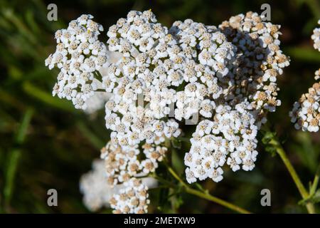 Achillea millefolium, communément appelé yarrow ou yarrow commun, est une plante à fleurs de la famille des Asteraceae. Banque D'Images