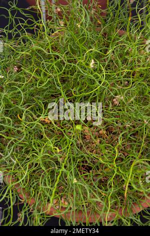 Juncus effusus 'spiralis' Banque D'Images