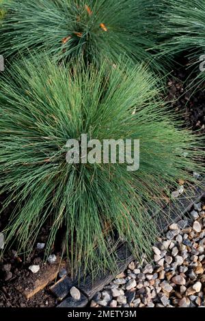 Festuca glauca 'Elijah Blue' Banque D'Images