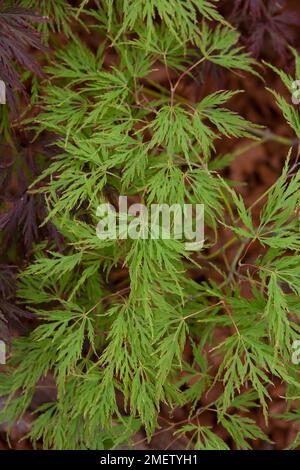 Acer palmatum dissectum N'EST PAS SÛR Banque D'Images