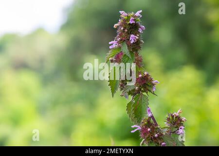 L'ortie sourde fleurit dans une forêt, Lamium purpueum. Fleurs violettes printanières avec des feuilles rapprochées. Banque D'Images