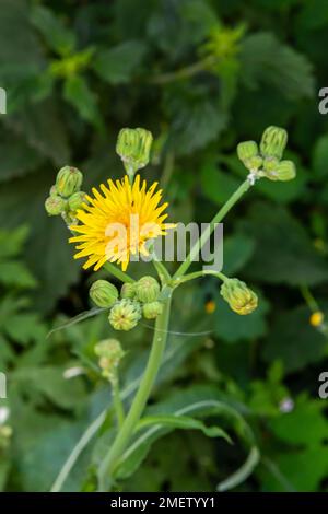 Sol commun ou Senecio vulgaris dans la nature, Biélorussie. Banque D'Images