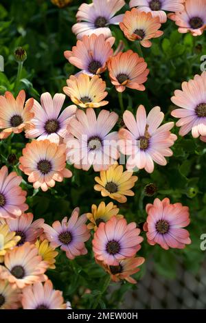 Sérénité Osteospermum « Peach Magic » Banque D'Images