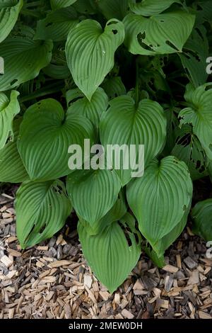 HostA fortunei var stenantha Banque D'Images