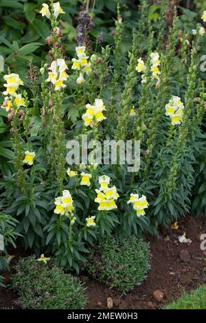 Antirrhinum majus « Liberty Classic Yellow » Banque D'Images