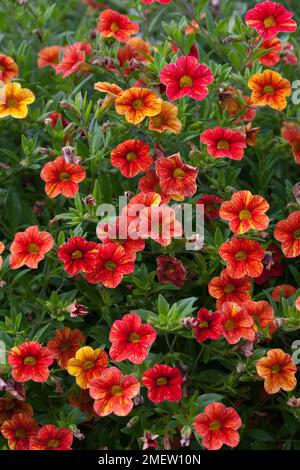 Calibrachoa peut boîte terre cuite Banque D'Images