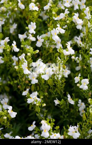 Nemesia Poetry blanc Banque D'Images