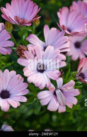 Osteospermum Serenity « Pink Magic » Banque D'Images