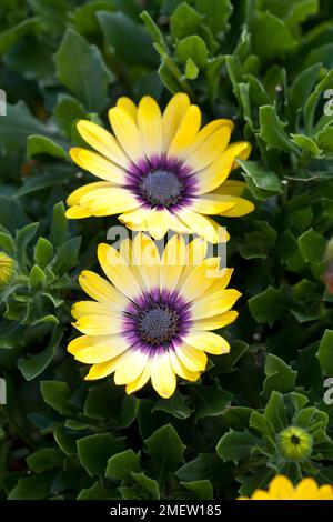 Osteospermum Serenity « Blue Eyed Beauty » Banque D'Images