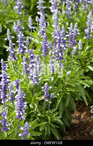 Salvia farinacea 'Fairy Queen' Banque D'Images