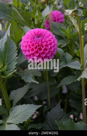 Dahlia 'Tahoma Dame Oh' Banque D'Images