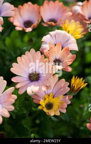 Sérénité Osteospermum « Peach Magic » Banque D'Images