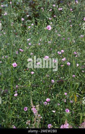 Althaea cannabina Banque D'Images