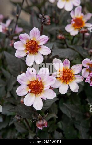 Dahlia « American Pie » Banque D'Images