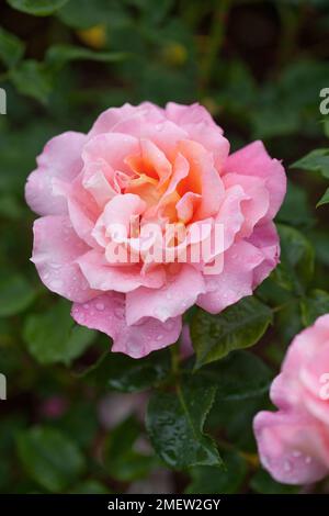 Rosa Audrey Wilcox 'Frywilrey' Banque D'Images