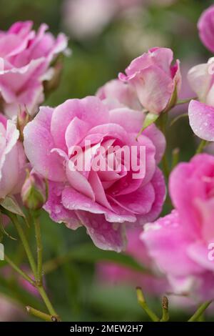 Rosa Pink brillant Iceberg 'Probil' Banque D'Images