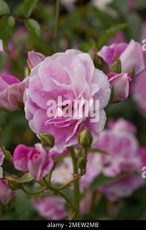 Rosa Pink brillant Iceberg 'Probil' Banque D'Images