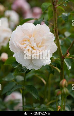 Rosa 'Ausrelate Lichfield Angel' Banque D'Images