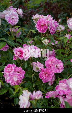 Rosa Pink brillant Iceberg 'Probil' Banque D'Images