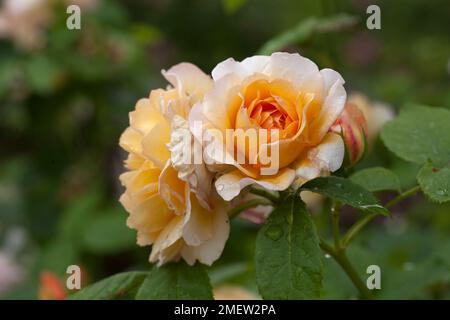 Rosa 'Grace' Auskeppy Banque D'Images