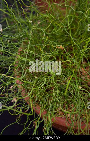 Juncus effusus 'spiralis' Banque D'Images