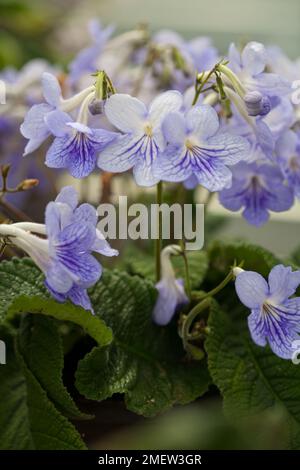 Streptocarpus 'Bethan' Banque D'Images