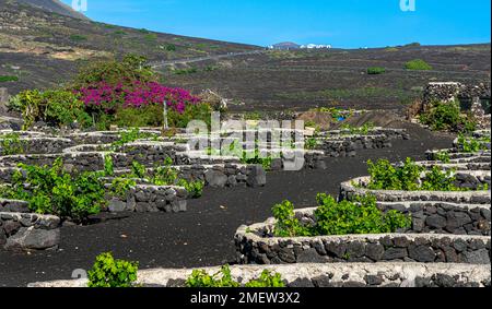 Région viticole de la Geria, Lanzarote, îles Canaries, Espagne Banque D'Images