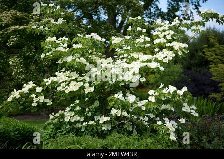 Cornus venus 'Kn30-8'84 Banque D'Images