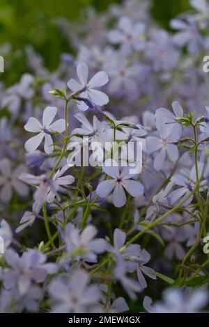 Phlox divaricata 'Nuages de parfum' Banque D'Images