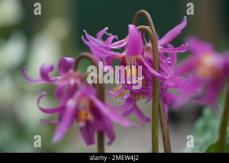 L'Erythronium revolutum 'Knightshayes Pink' Banque D'Images