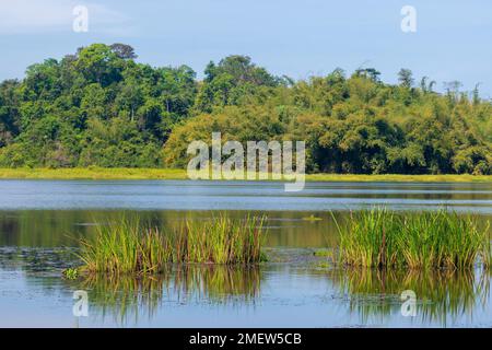 Bau Sau (lac Crocodile), parc national Nam Cat Tien, Vietnam Banque D'Images