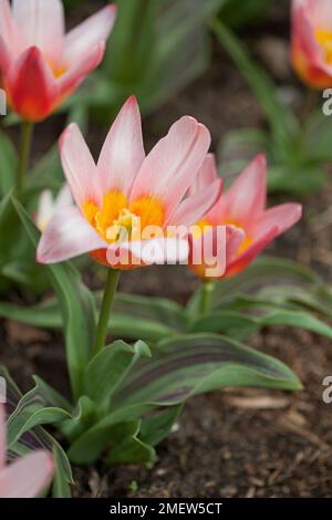 Tulipa « le plaisir du cœur » Banque D'Images