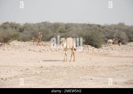 Chameaux paissant dans le désert au Qatar Banque D'Images