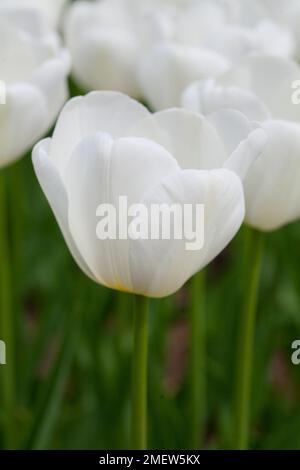 Tulipa 'Angels Wish' Banque D'Images