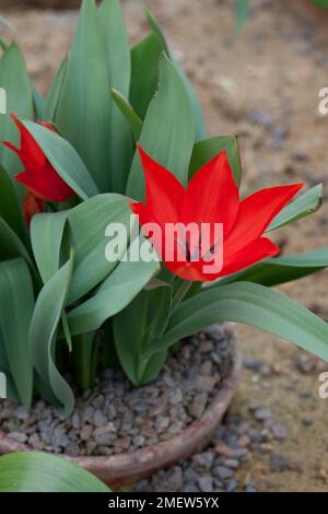 Tulipa praestans 'variété Van Tubergen' Banque D'Images