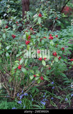 Skimmia japonica subsp. reevesiana 'Chilan Choice' Stock Photo