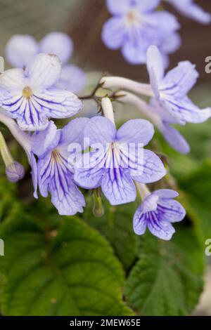 Streptocarpus 'Bethan' Banque D'Images