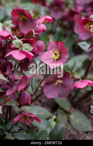 Helleborus (Rodney Davey Marbled Group) « Anna's Red » Banque D'Images