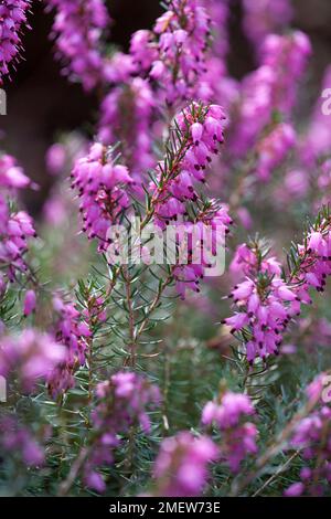 Erica x darleyensis 'Spring surprise' Banque D'Images