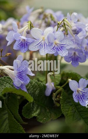 Streptocarpus 'Bethan' Banque D'Images