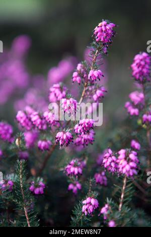 Erica x darleyensis 'Kramer's rote' Banque D'Images