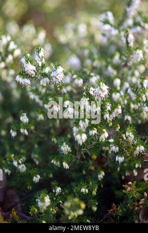 Erica x darleyensis 'perfection blanche' Banque D'Images