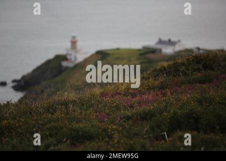 Baious Lighthouse et colline de bruyère sur Howth Head près de Dublin. Comté de Dublin, Irlande Banque D'Images