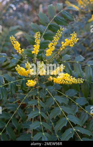 Mahonia x Media « en cours » Banque D'Images