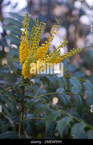 Mahonia x Media « en cours » Banque D'Images