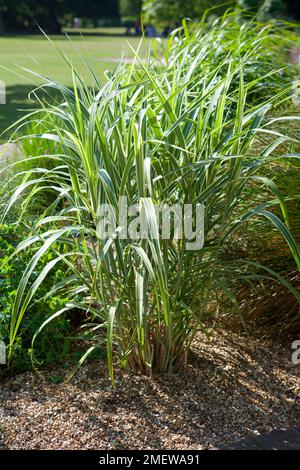 Miscanthus sinensis var condensatus 'Cosmopolitan' Banque D'Images