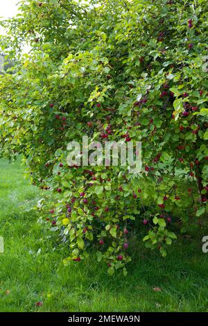 Malus pumila 'Dartmouth' Banque D'Images