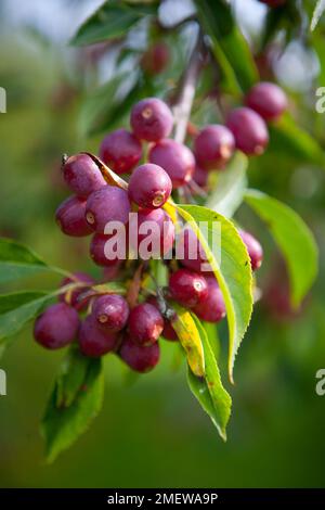 Malus x robusta 'Persicifolia' Banque D'Images